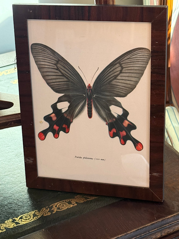 framed vintage lithograph butterfly with black and red tip