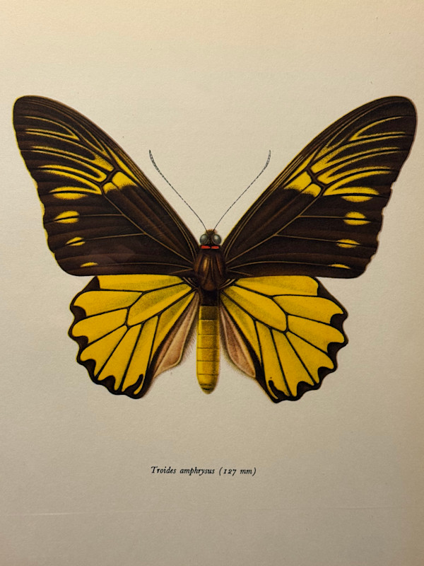 unframed vintage lithograph butterfly with yellow and black