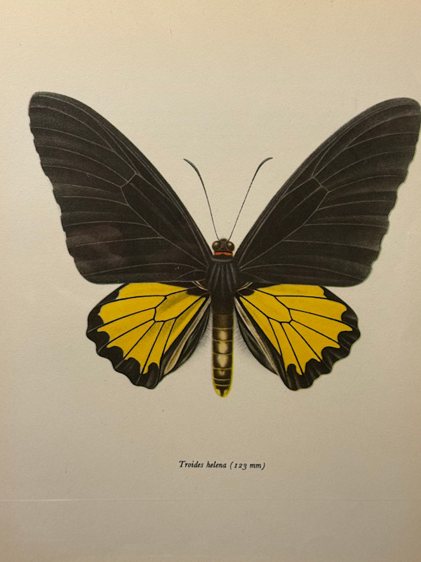 unframed vintage lithograph butterfly with black and yellow