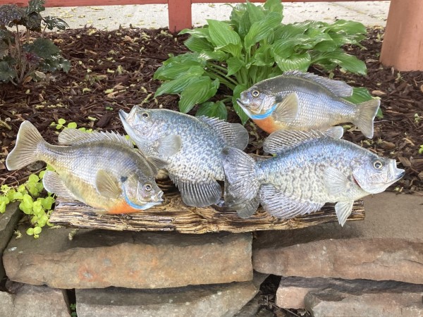 Fish mounts Black Crappies and Blue Gills
