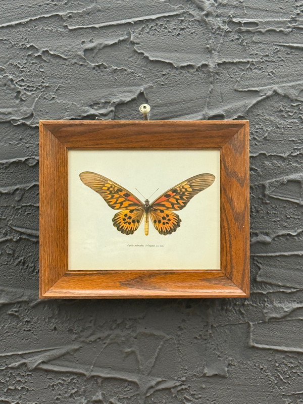 framed vintage lithograph butterfly with orange and black