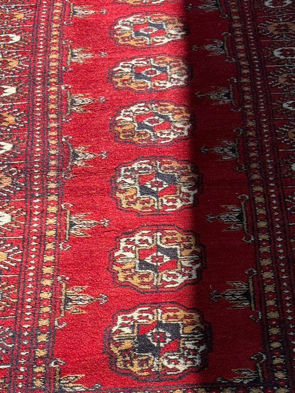 Bokara red runner