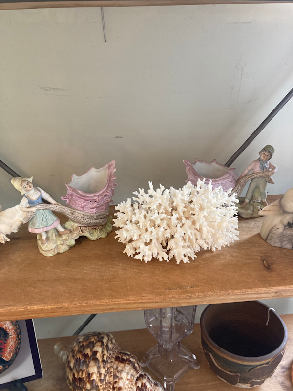medium sized coral