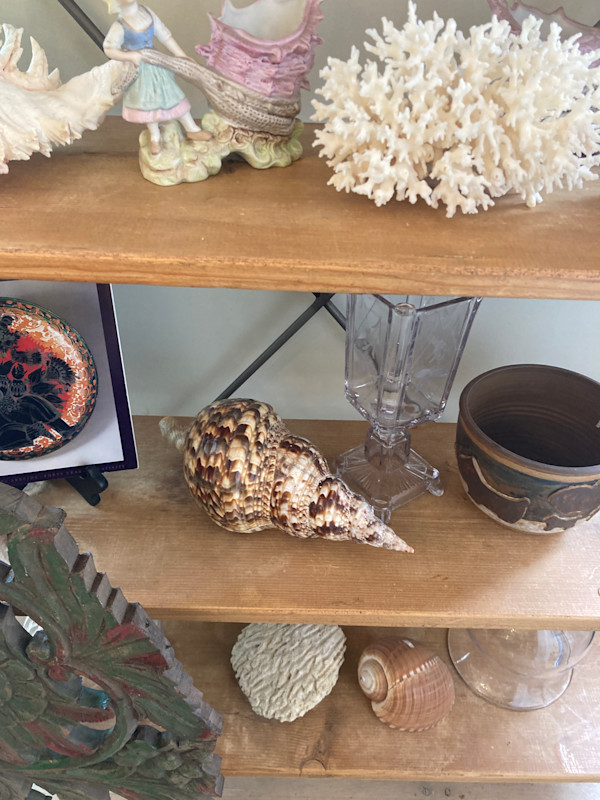 horse conch shell