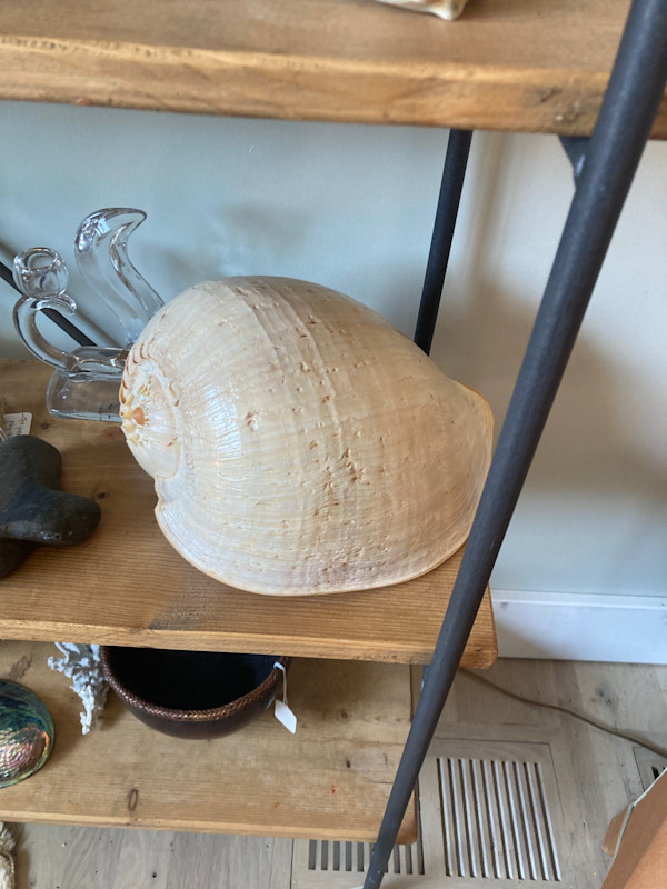 Large shell
