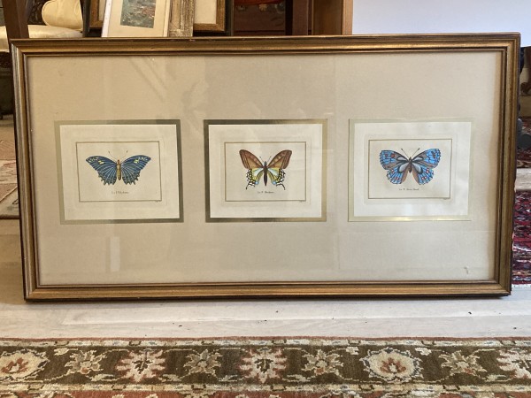 Framed hand colored butterflies