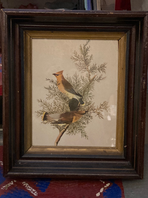 Framed Audubon yellow birds
