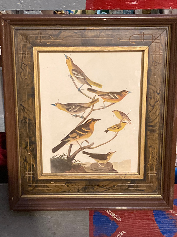 Framed Audubon yellow birds