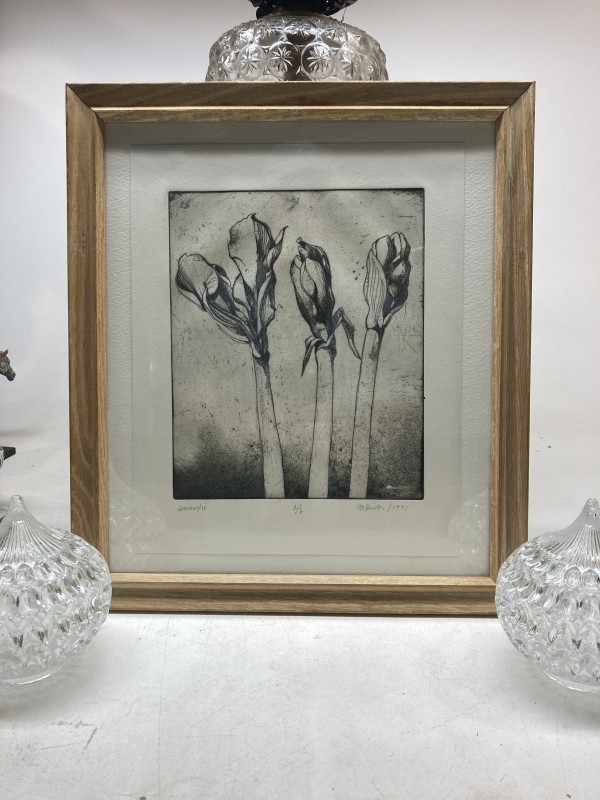 Framed Amarylis etching