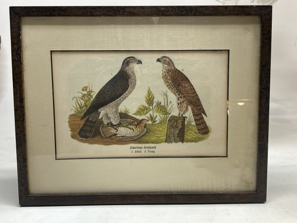 Hand colored 19th century bird engraving