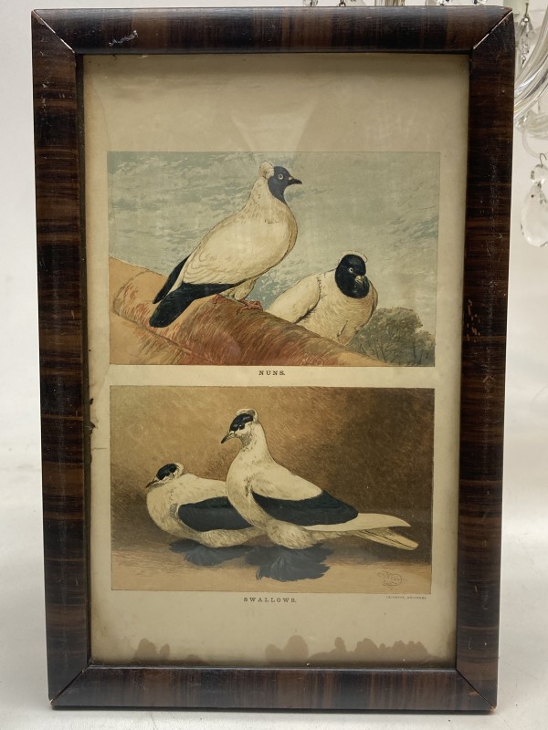 Framed hand colored 19th century bird engraving