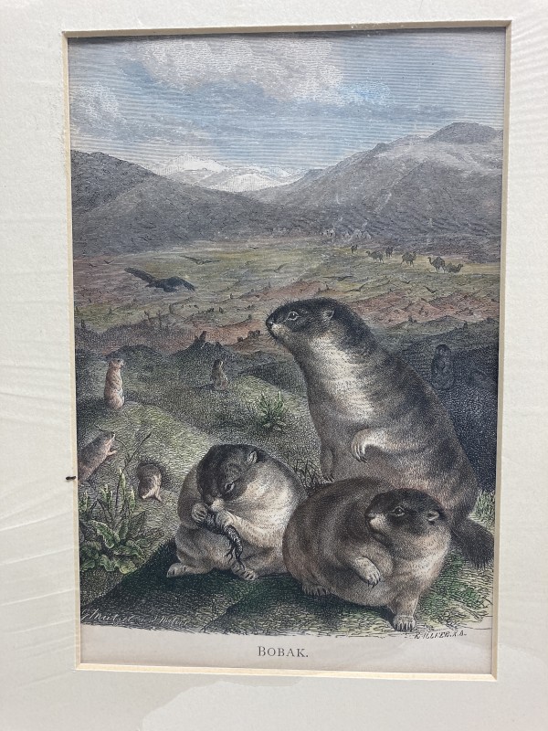 19th century hand colored engravings of Bobak