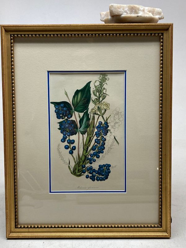 Framed hand colored Botanical