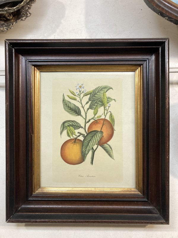 vintage framed early 20th century botanical orange hand colored engraving
