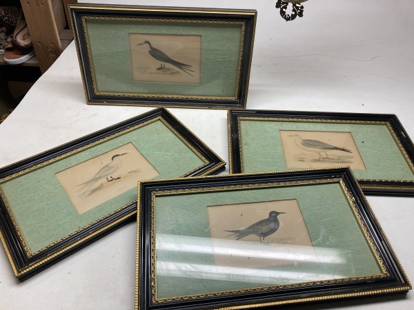 1800's hand colored framed sea bird engravings