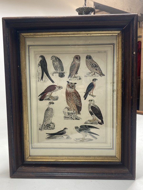 Framed vintage owl and bird hand colored engraving