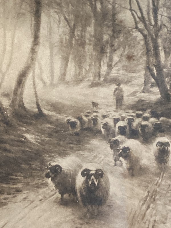 vintage sheep litho