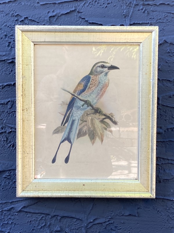 Framed Bird litho