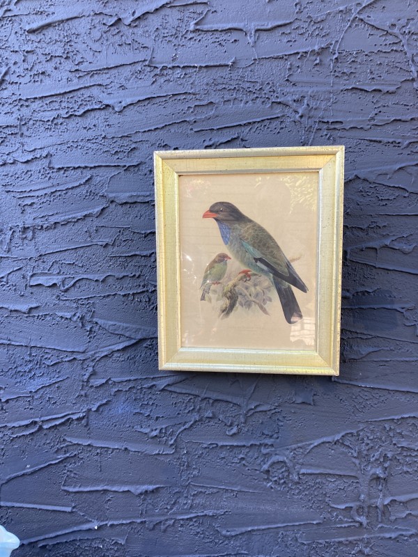 Framed Bird litho