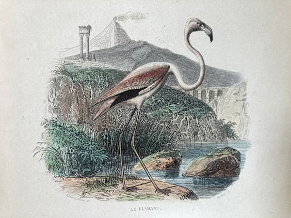 hand painted flamingo engraving c. 1860's
