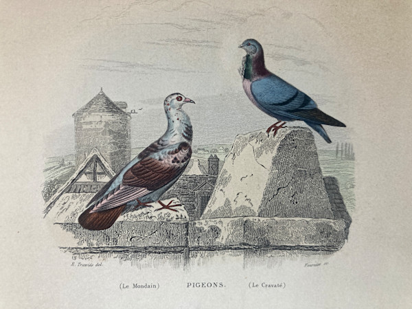 hand painted pigeons bird engraving c. 1860's