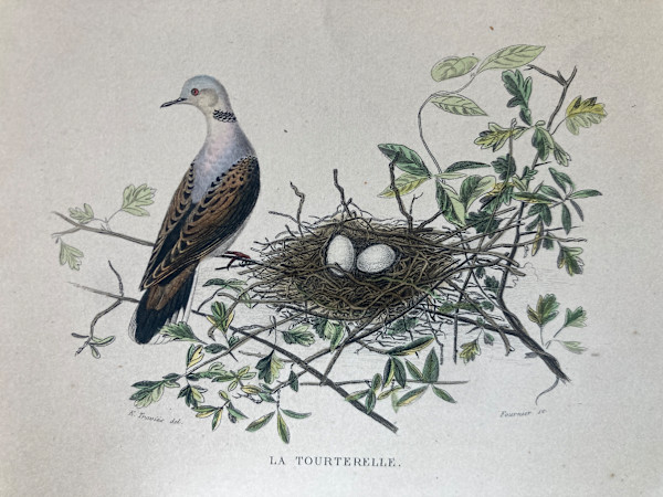 hand painted tourterelle bird engraving c. 1860's