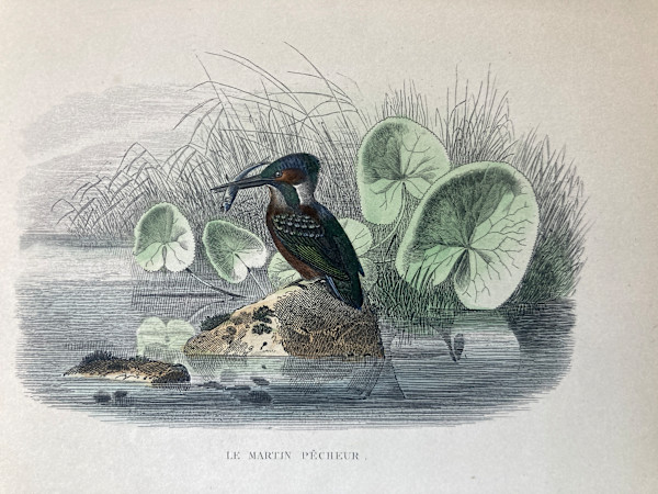 hand painted Martin Pecheur bird engraving c. 1860's