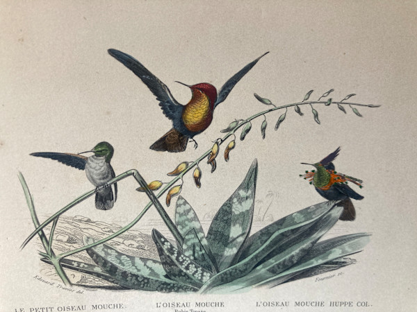 hand painted hummingbird bird engraving c. 1860's