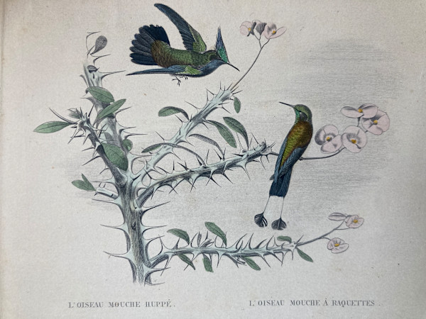 hand painted hummingbird bird engraving c. 1860's