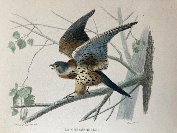 hand painted creserelle bird engraving c. 1860's