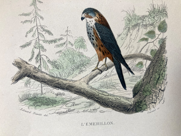 hand painted emerillon bird engraving c. 1860's