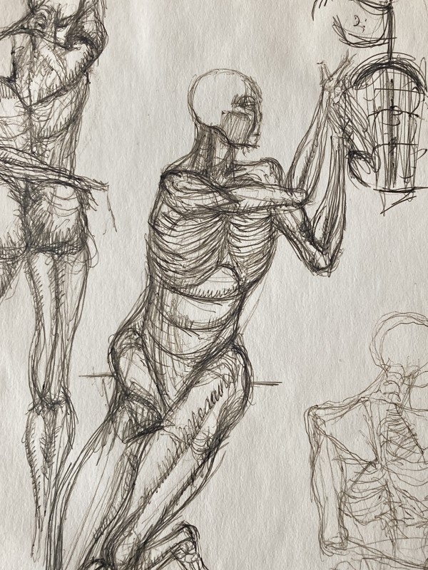 Original skeleton drawing by James Quentin Young