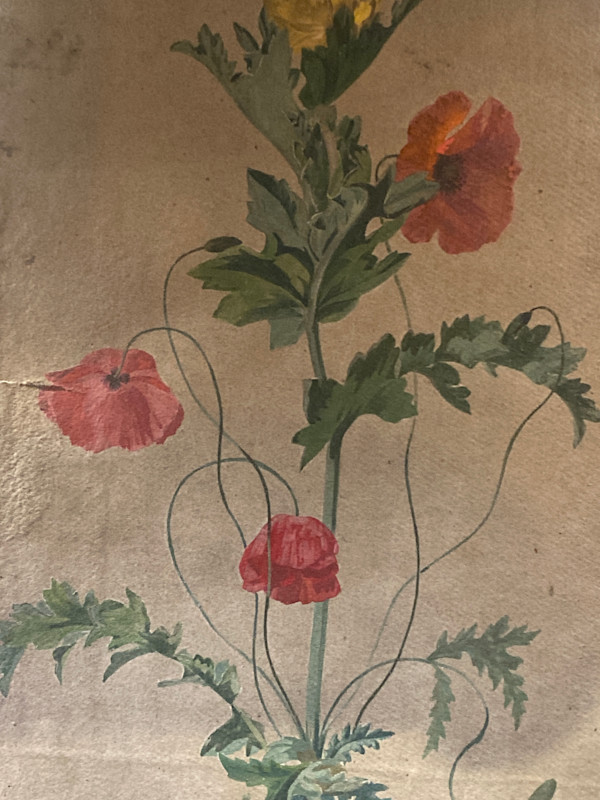 Original poppy botanicals