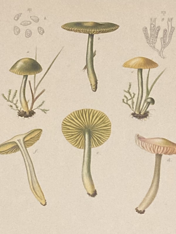 chromolithograph of mushrooms circa 1910