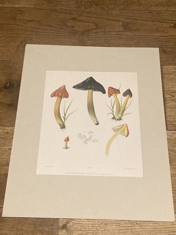 chromolithograph of mushrooms circa 1910