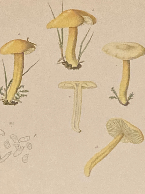 chromolithograph of mushrooms circa 1910