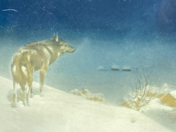 framed lone wolf print