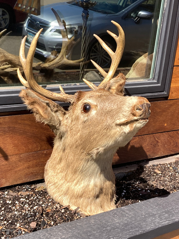 Vintage taxidermy deer mount