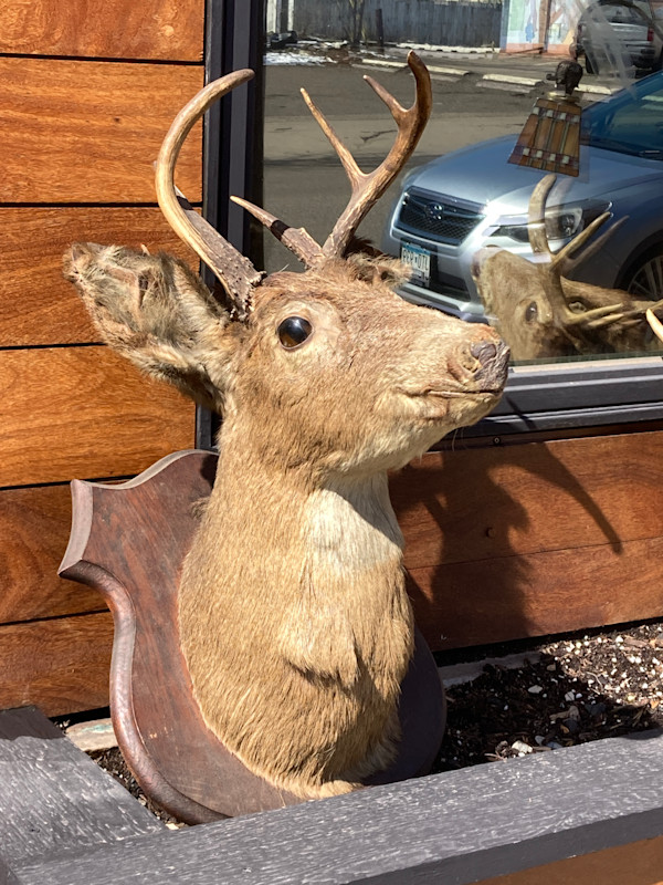 Vintage taxidermy deer mount