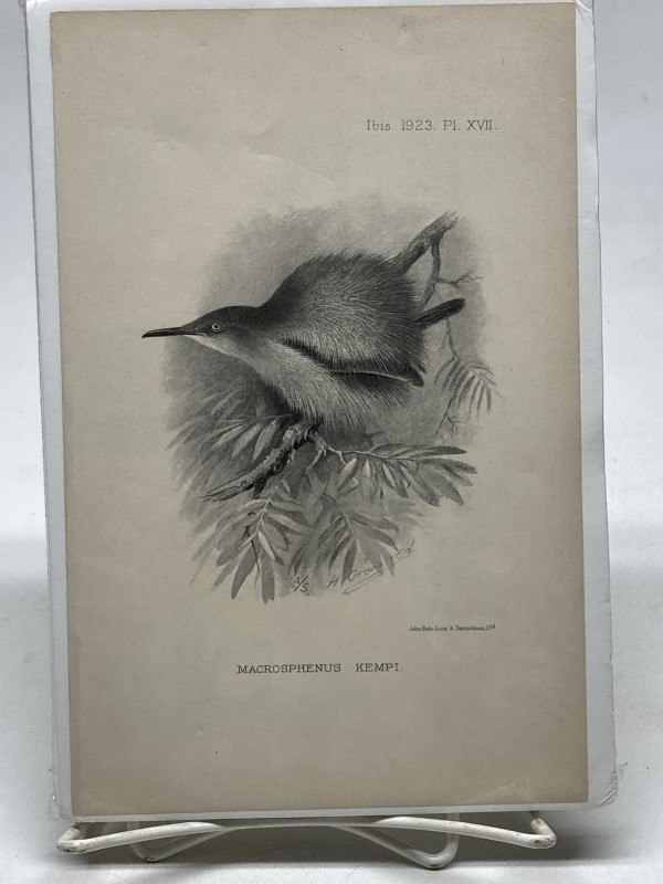 Macrosphenus Kempi vintage bird engraving