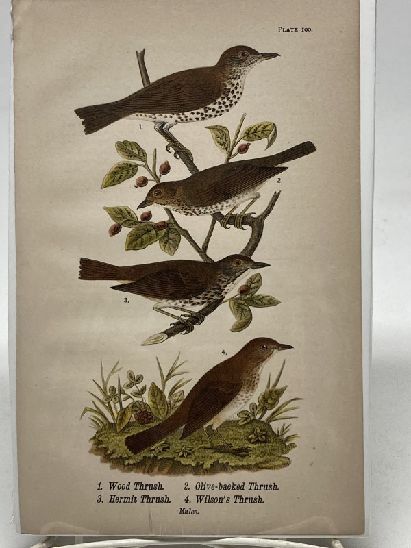 Wood Thrush vintage bird engraving