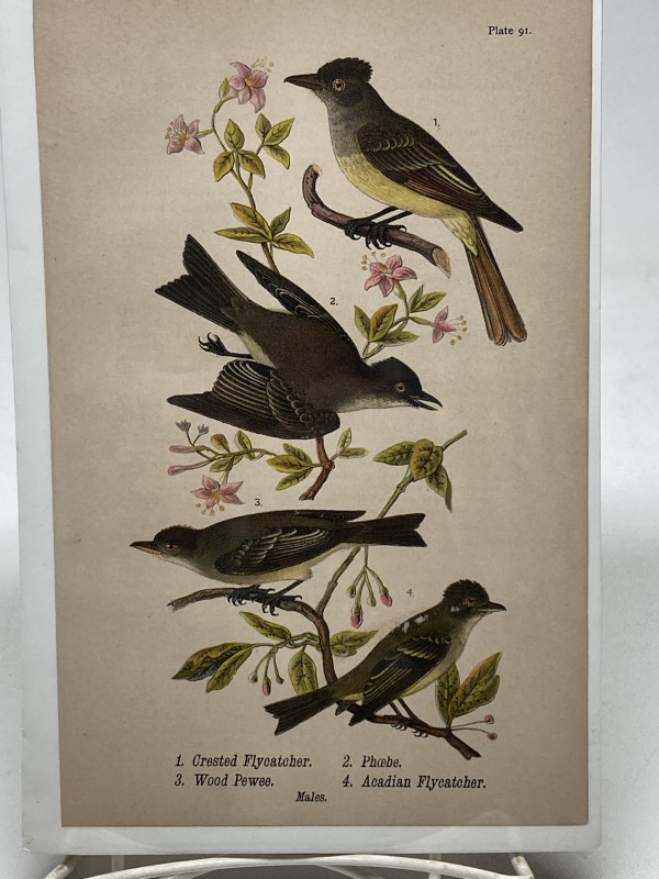 Crested Flycatcher vintage bird engraving