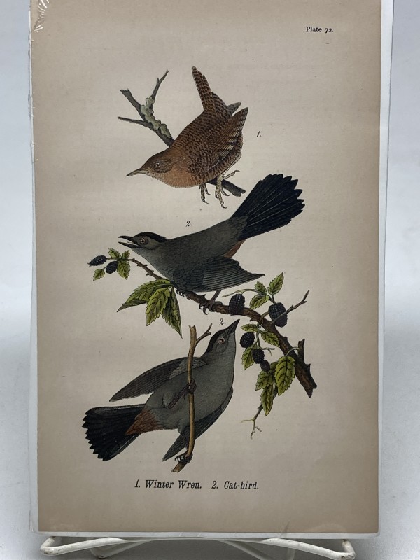 Winter Wren vintage bird engraving