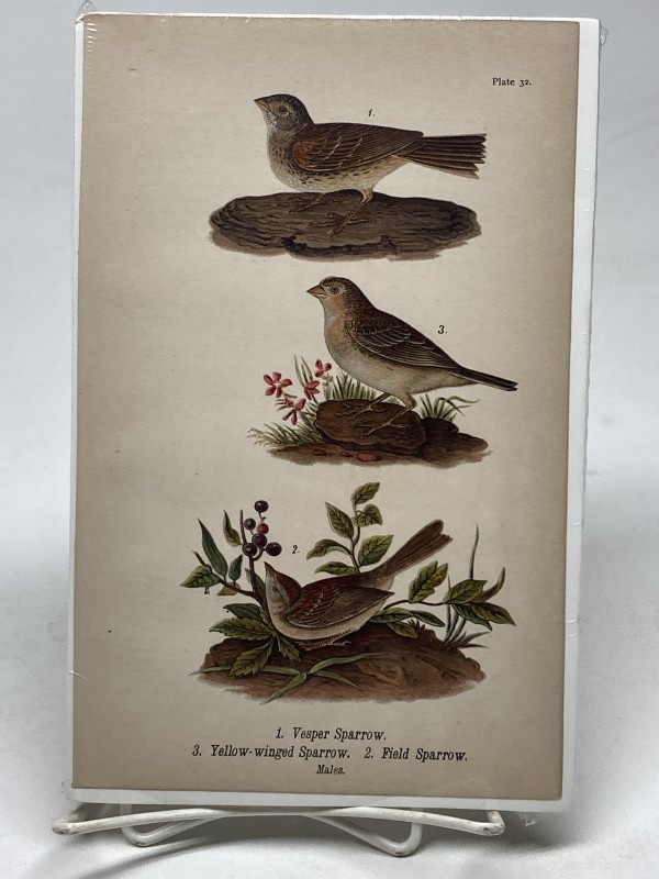 Vesper Sparrow vintage bird engraving