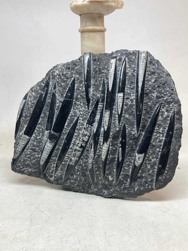 Large polished fossil ~ Orthoceras