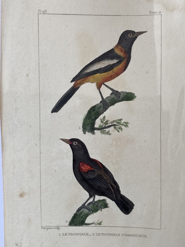 Hand colored 1830's bird prints