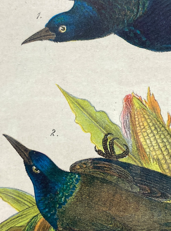 Purple Grackle vintage bird engraving