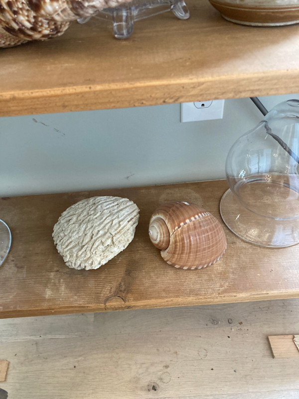 small conch shell