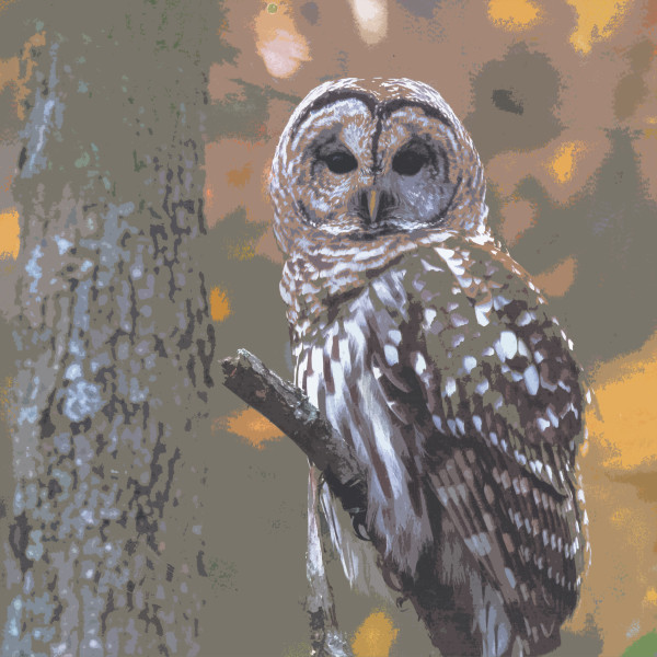 Barred Owl by Gina Godfrey