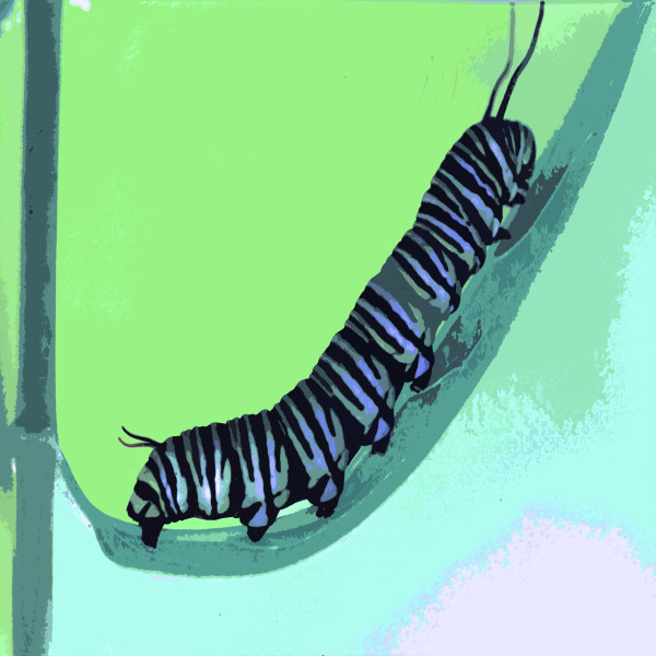 Caterpillar by Gina Godfrey